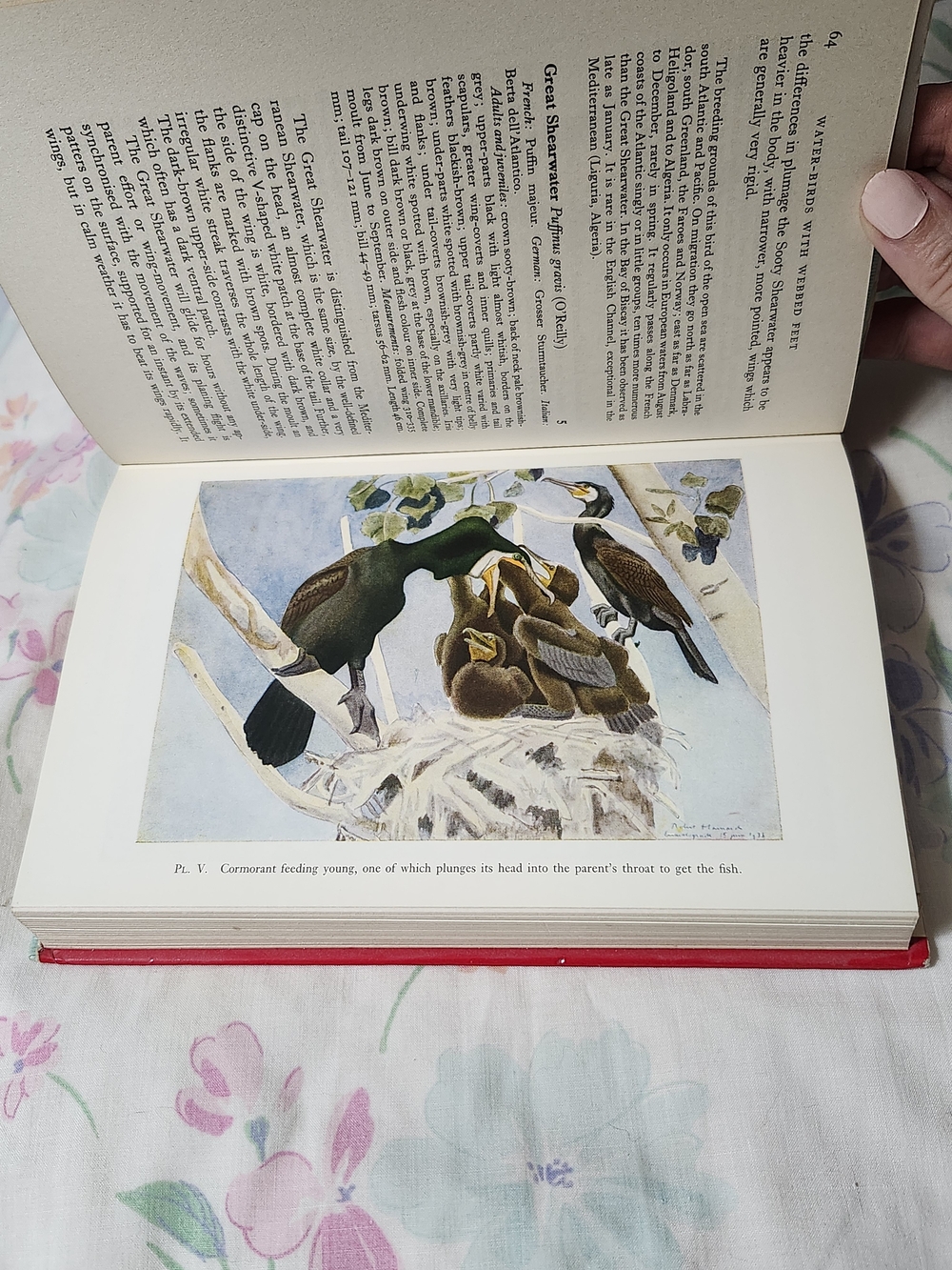 Vintage 1965 First English Edition of Water-birds with Webbed Feet" Book - Picture 3 of 6